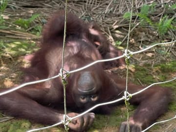 Orang Utan Island and Ipoh Private Day Tour from Kuala Lumpur