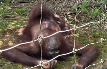 Orang Utan Island and Ipoh Private Day Tour from Kuala Lumpur