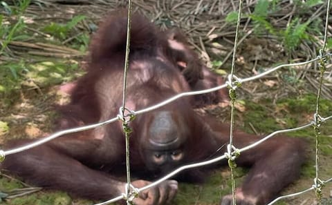 Orang Utan Island and Ipoh Private Day Tour from Kuala Lumpur