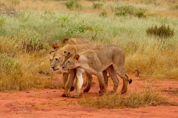 3 Days Private Safari to Tsavo West and East Park from Mombasa
