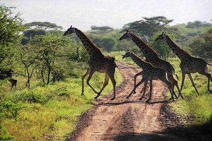 6Day Masai Mara, Hell’s Gate, Lake Naivasha, Giraffe Center & Elephant Orphanage