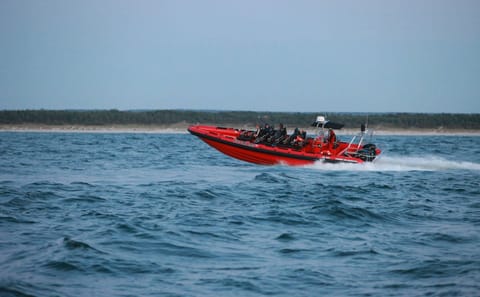 Whale Watching Adventure from Downtown Reykjavík by RIB Speedboat