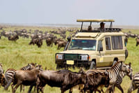 6Days Tanzania Tented Camping Safari : Serengeti, Lake Manyara,  Ngorongoro Crater &  Tarangire National Park 1