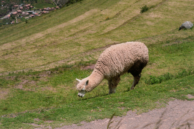 Sacred Valley Full Day Tour - all inclusive 9