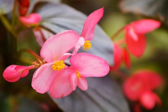 Private Day Tour to South China Botanical Garden from Guangzhou