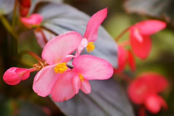 Private Day Tour to South China Botanical Garden from Guangzhou