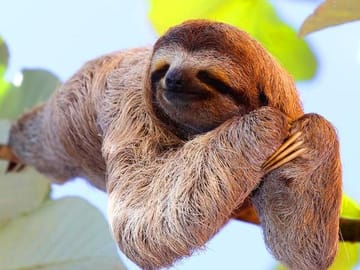 Sloth enjoying vacations in Roatan :)