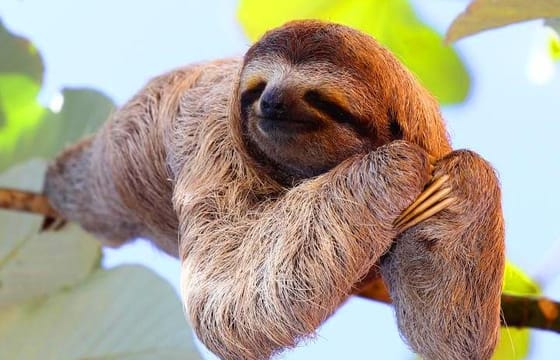 King Kong Extreme Zipline, City Tour, Sloths & Monkeys