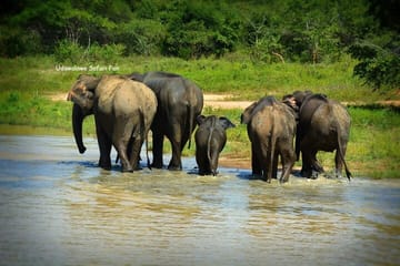 Udawalawe Safari Tour from Udawalawa