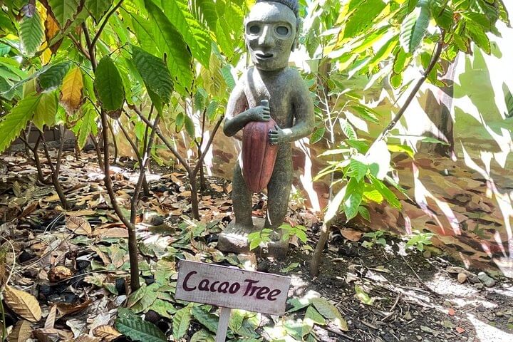 Cacao Plant