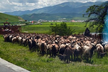 Lanzhou Day Tour to Labrang Monastery and Sangke Grassland