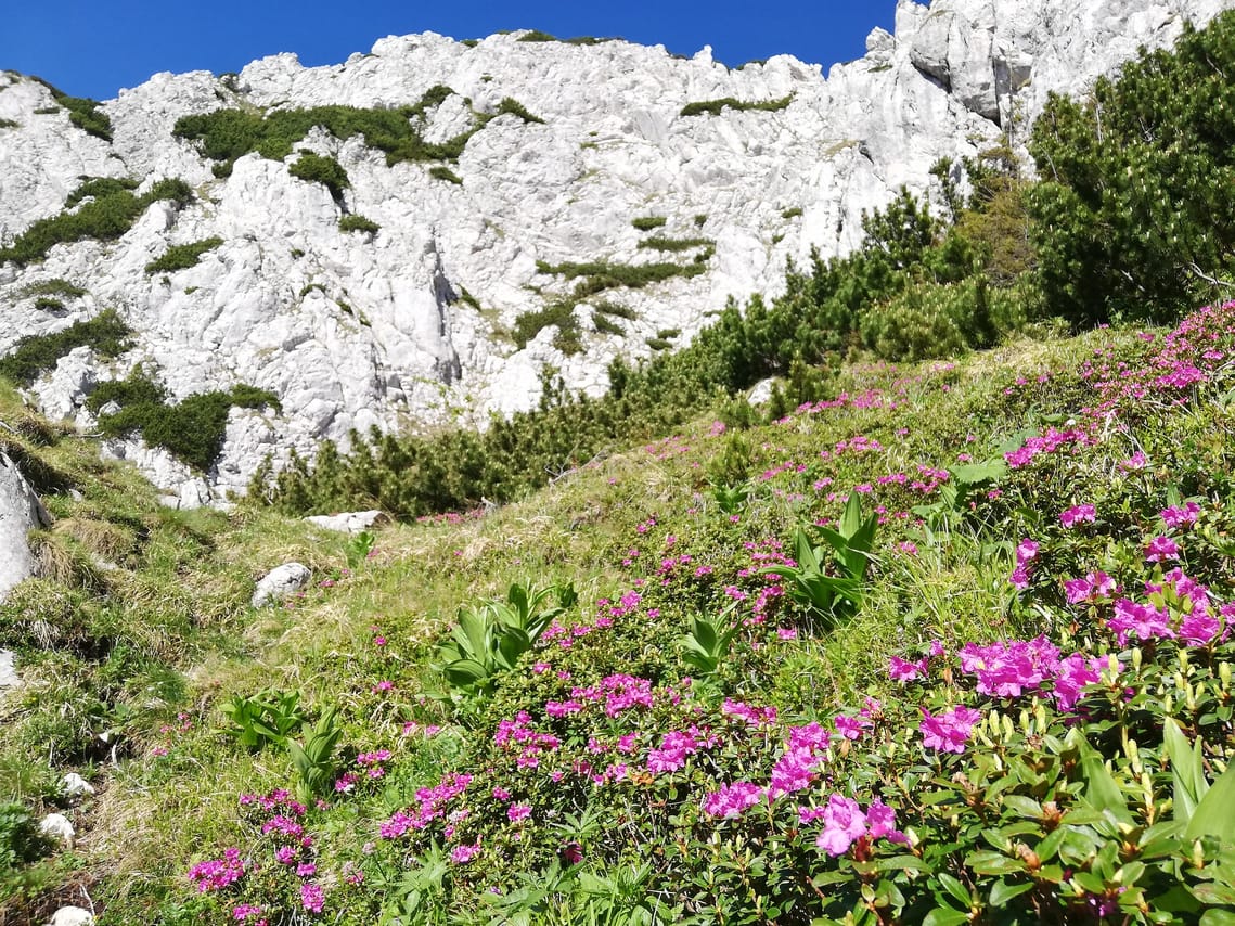 Day Hike OPEN GROUP tour - Piatra Craiului National Park 2