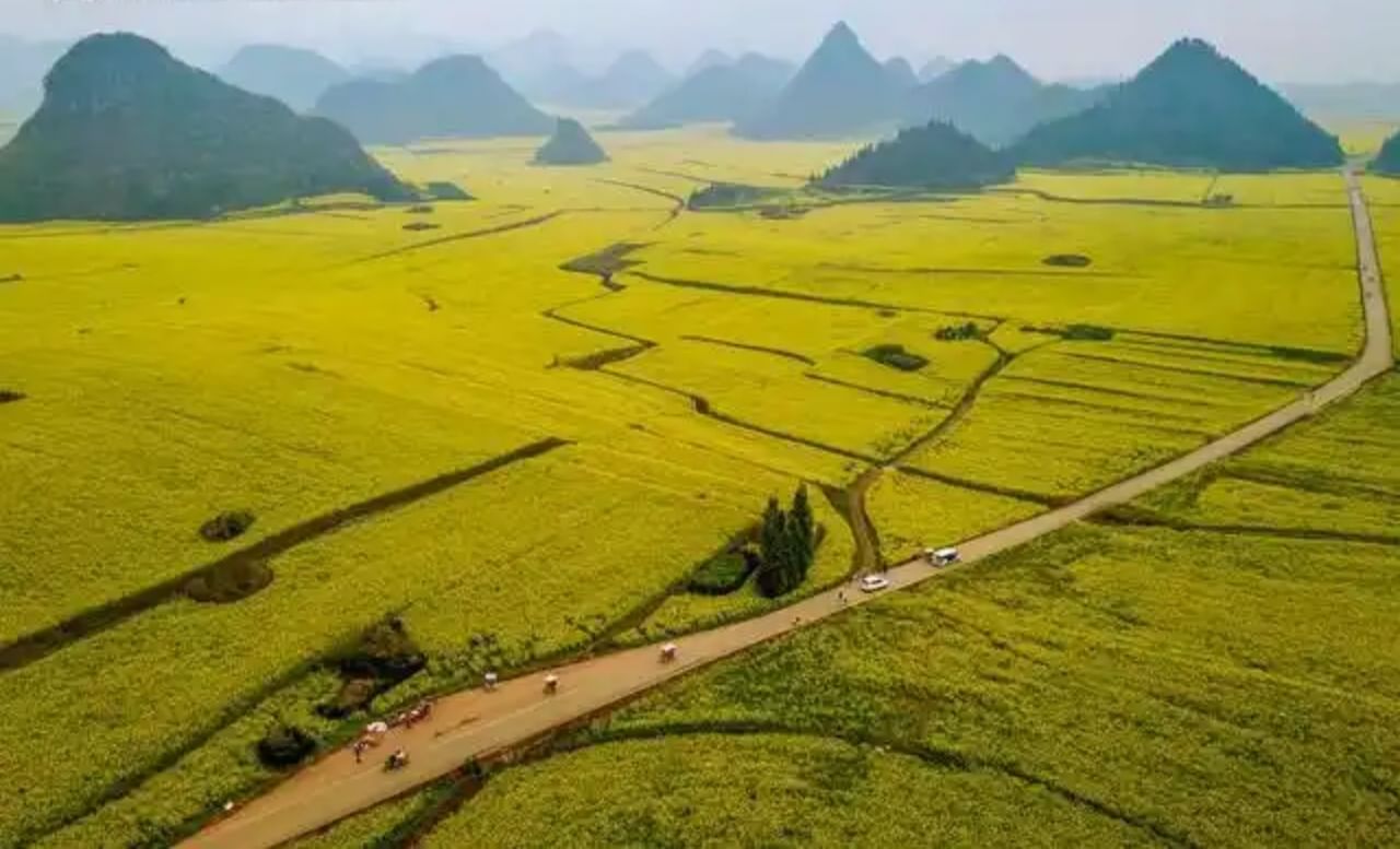 Luoping 1,000 acres of rape fields