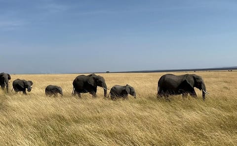 Shared 3Day Maasai Mara National Reserve Tour