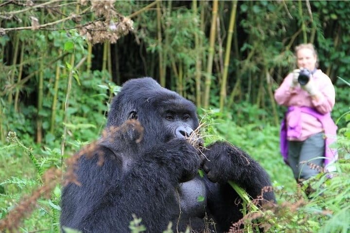 2 Days Uganda Gorilla Trek from Kigali