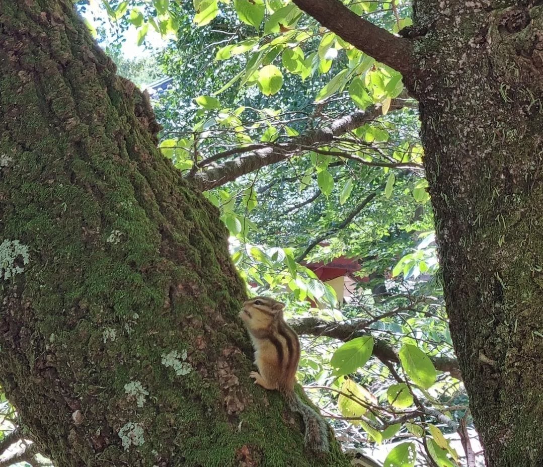A squirrel climbing a mossy tree in the forest of Geumjeongsan.
