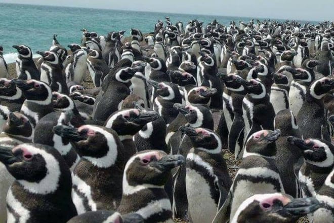 PUERTO MADRYN: Punta Tombo and walk into the largest penguin colony in South America 2