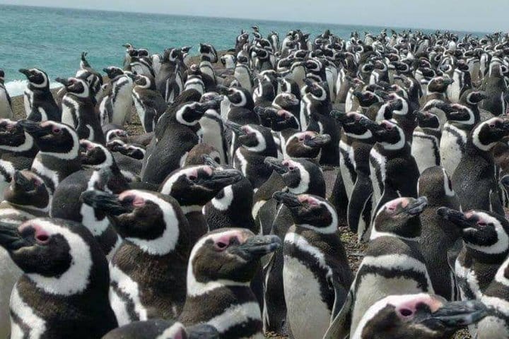 PUERTO MADRYN: Punta Tombo and walk into the largest penguin colony in South America 2