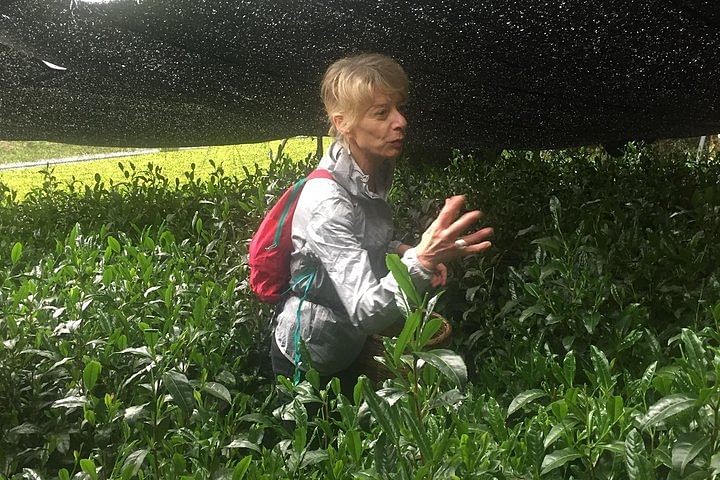 Guided Bike Tour to a Green Tea Farm in Shizuoka (not e-bikes)