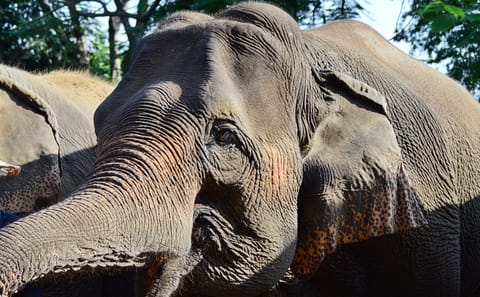 Educational Tour of Elephant Sanctuary and Sticky Waterfall in Thailand