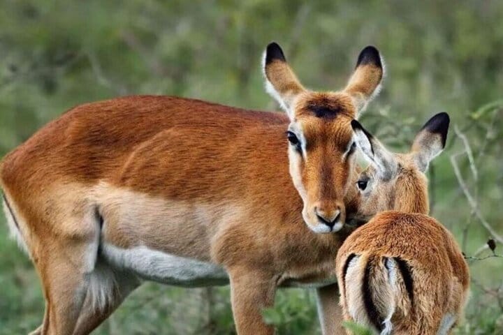 5 Day Amboseli Nakuru Mara Kenya with Lodging Safari Tour