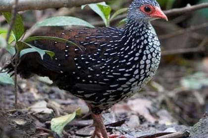 Bird Watching Sri Lanka