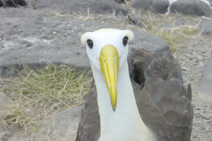 Visit to Spanish Island (San Cristobal)