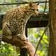 Visit the animals shelter in the middle of Iguazus jungle
