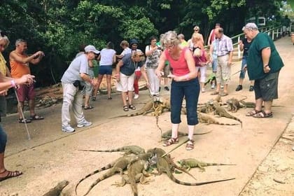Monkeys and Sloth Hang Out with Island Tour in Roatan