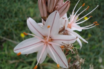 Private Nature Walking Tour in Victoria, Gozo