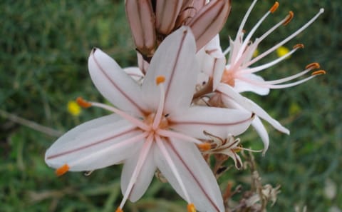 Private Nature Walking Tour in Victoria, Gozo