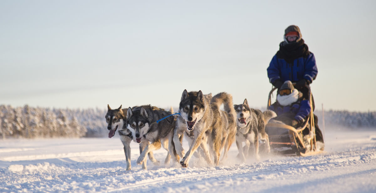 One person sitting in sleigh and the other one mushing a team of huskies on snow.