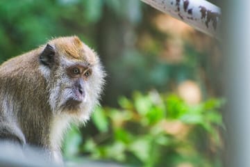 3 Hours Lagoon Tour to Monkey Island