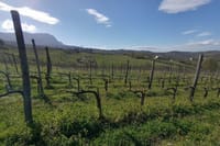 Springtime in Aglianico vineyard