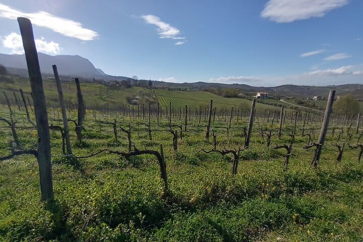 Springtime in Aglianico vineyard