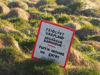 Seyðisfjörður: Puffins, Reindeer & Eastfjords Tour, photo 10