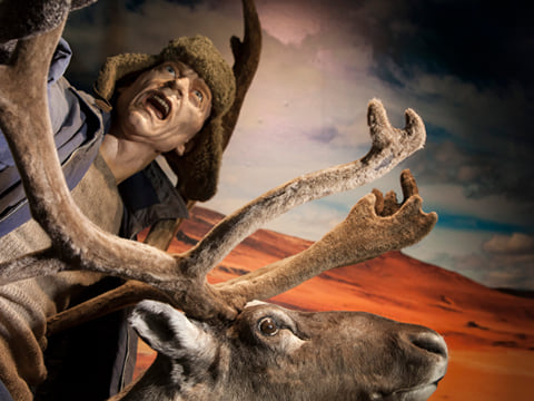 From Antlers to Ancestors: East Iceland's Reindeer and History Tour, photo 4