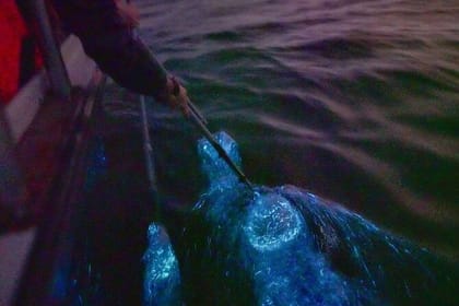 Fireflies and Blue Tears Nature Tour in Kuala Selangor