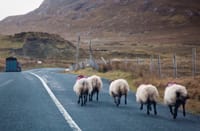 Connemara Pub Tour from Galway City. Private Guided.	 8