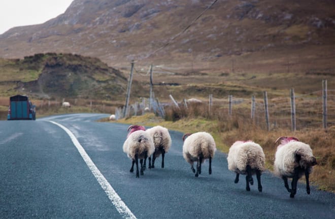 Connemara Pub Tour from Galway City. Private Guided.	 8