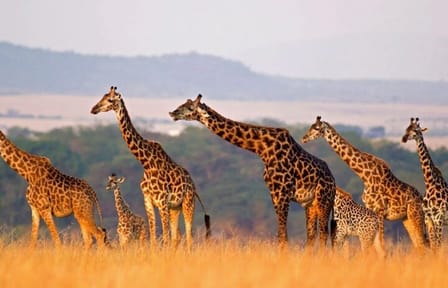 5 Day Kenya Wild Safari Tour Adventure in 3 Famous Parks