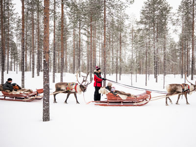 Sendero de Renos – Un paseo en trineo de renos de 400 metros con los renos de Santa Claus
