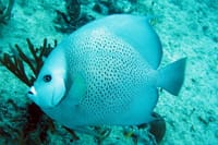 Paradise Islands Tour: Isla Contoy and Isla Mujeres 10
