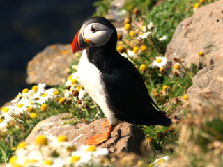 Puffin Tour by RIB Speedboat from Downtown Reykjavik, photo 21