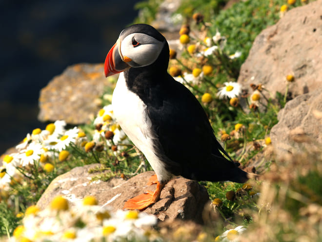 Puffin Watching Yacht Cruise from Downtown Reykjavík – Small Group Experience photo 6