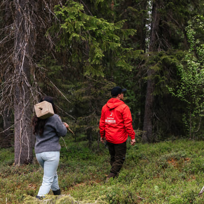Live the Life of a Reindeer Herder – Half-Day in the Arctic