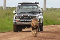 Tour: Giraffe Center and Nairobi National Park 10