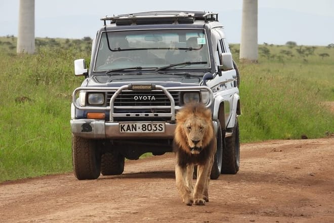 Tour: Giraffe Center and Nairobi National Park 10