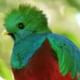 Resplendet quetzal Cloud Forest hanging Bridges tour
