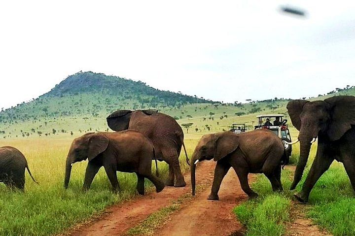 Best of Kenya Wildlife Safari Tour: Luxury Jeep Adventure & Scenic Parks